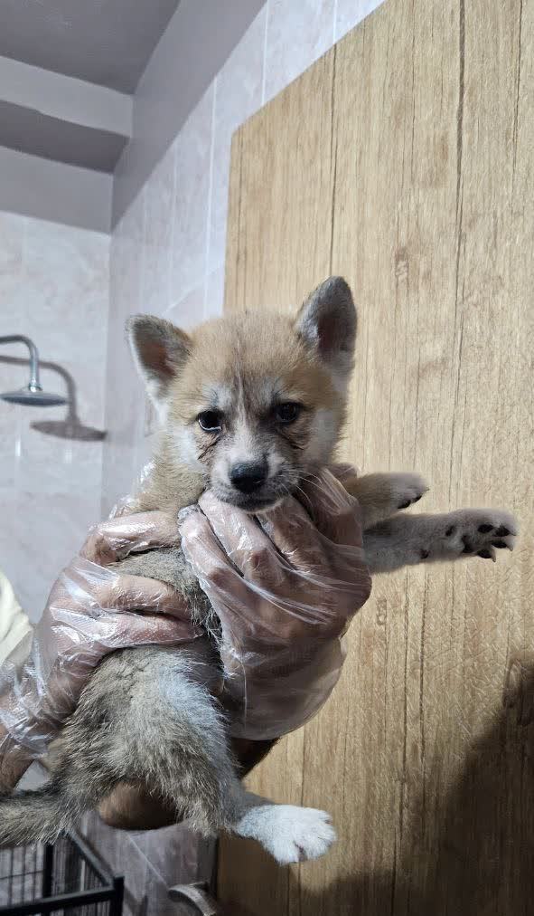 مولد نژاد آکیتا جاپانیز آکیتا